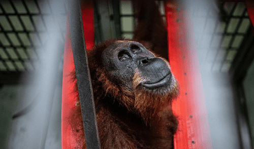 El hábitat de Hope fue arrasado para cultivar palma aceitera. Foto: NYT