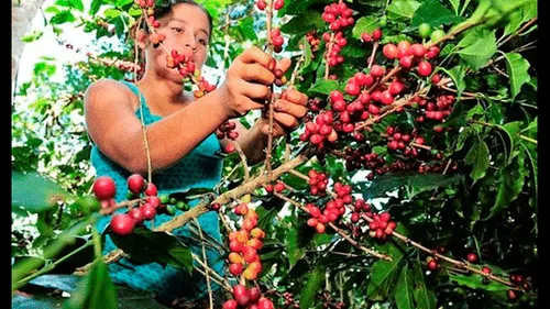 Países Bajos invertirá 3 millones de euros en el Perú para aprovechar residuos del café Países Bajos invertirá 3 millones de euros en el Perú para aprovechar residuos del café
