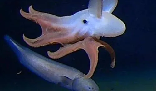 Pulpo Dumbo. Foto: Alan J. Jamieson - Marine Biology