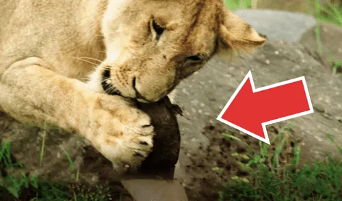 YouTube viral: hambrienta leona intenta devorar a indefensa tortuga y lo que sucede alarma a miles [VIDEO]