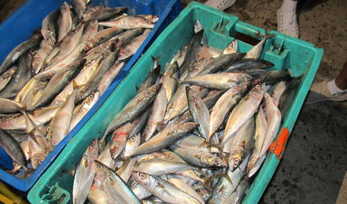 Pesca de caballa Pesca de caballa