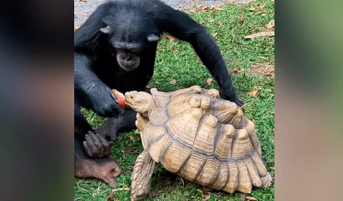 Desliza para ver todas las imágenes de TikTok. chimpance tortuga comida