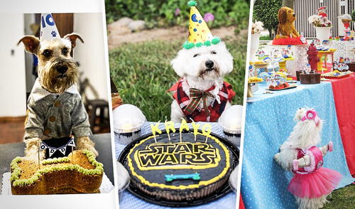 Sorpresas para mascotas de empresas peruanas. Foto: composición/ fotos de Perrumba y Kanelitaz Mascotas