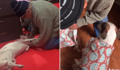 Anciano usa retazos de tela para coserle una chompa a su perro y escena conmueve [VIDEO]