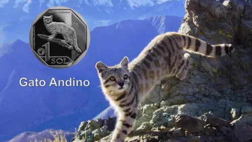 Gato andino se caracteriza por su pelaje afelpado y su enorme colo con anillos de color marrón. (Foto: Captura de video /BCR) Gato andino se caracteriza por su pelaje afelpado y su enorme colo con anillos de color marrón. (Foto: Captura de video /BCR)