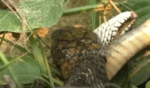 Facebook viral: serpiente engulle a otra por completo