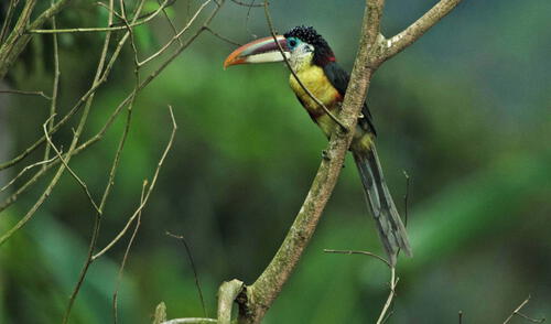 La reserva de biosfera abarca 14 distritos de las provincias de Chanchamayo, Concepción, Jauja, Junín, Tarma y Satipo. Foto: Sernanp Bosques de Neblina - Selva Central