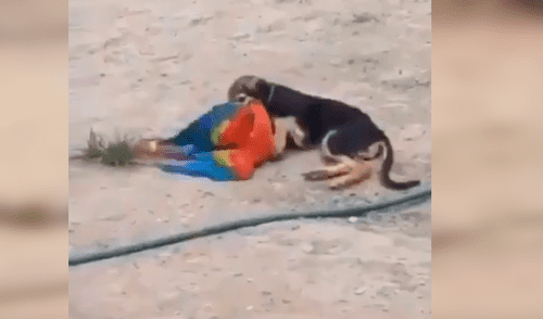Facebook viral: Perro y loro son pillados en tierna escena de amor y miles se conmueven [VIDEO]