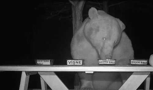 Oso abejas apicultor miel