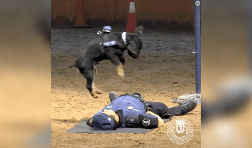 En Facebook: Perro policía se vuelve viral al reanimar a un agente caído [VIDEO]