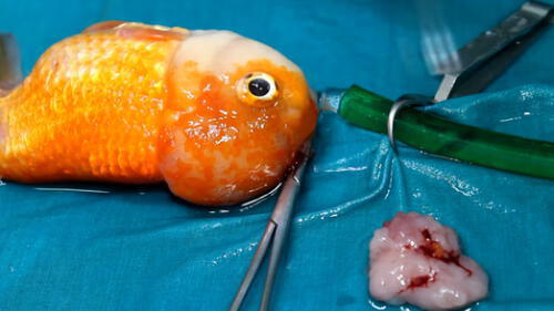 YouTube: pez tenía tumor en la cabeza y así fue su exitosa operación