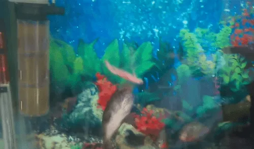 YouTube viral: Arrojan pedazo de carne a pecera repleta de pirañas y ocurre lo inesperado [VIDEO]