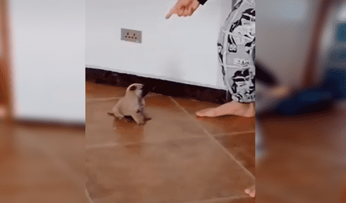 YouTube viral: cachorro causa ternura al imitar movimientos extraños de su dueño [VIDEO]