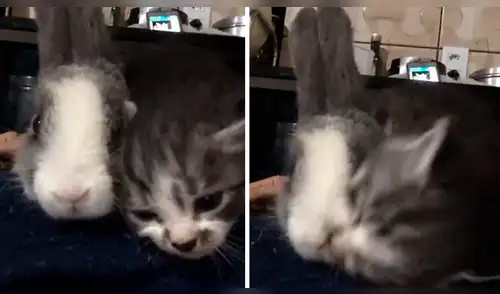 Facebook: Tierno gatito llena de amor a un conejo y este tiene inesperada reacción