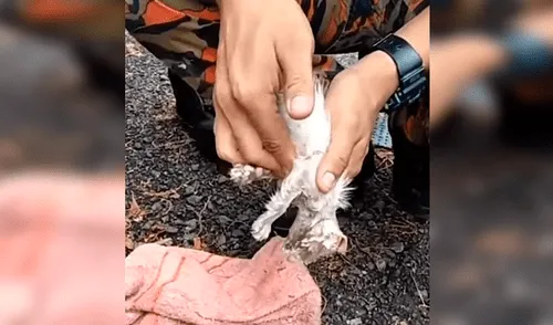 Hombre encuentra un gato ahogado, masajea su corazón y sucede algo conmovedor [VIDEO] 