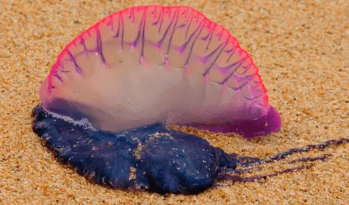 Peligrosa especie marina “Fragata portuguesa” causa alarma en las costas del Perú Peligrosa especie marina “Fragata portuguesa” causa alarma en las costas del Perú