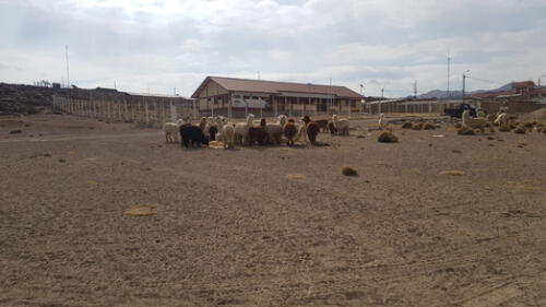 Tacna, lagunas, Suches, Vizcachas, mineria, Southern