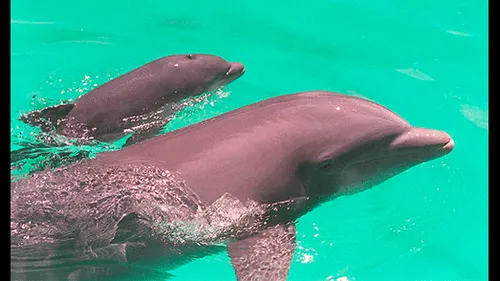 Delfines. Foto: AFP Delfines. Foto: AFP