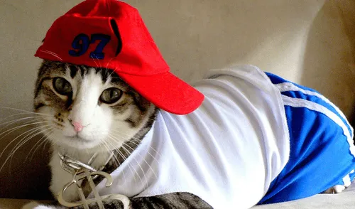 Facebook: gatito vestido de rapero enamora a las redes por esta peculiar razón [VIDEO]