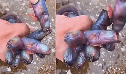 Vía Facebook: en shock queda joven, luego de toparse con raras criaturas en lago de México [VIDEO]