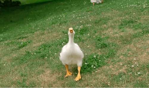 Pequeño ganso se emociona al ver a un hombre que siempre lo visita