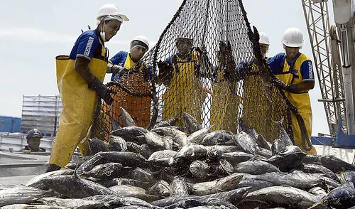 Proponen incrementar el consumo de pescado