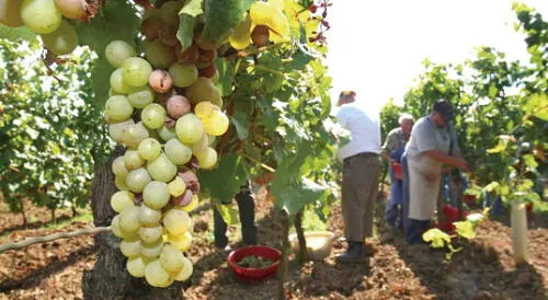 producción de uvas. Lo producido por los viñedos sembrados en Majes y acopios provenientes de Moquegua se exportan por el puerto de Matarani. producción de uvas. Lo producido por los viñedos sembrados en Majes y acopios provenientes de Moquegua se exportan por el puerto de Matarani.