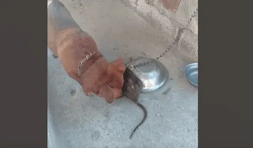 YouTube viral: Rata salvaje quiere comer comida de perro y can reacciona así al verla [VIDEO]