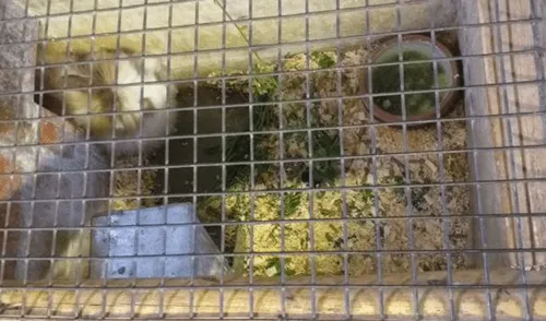 Denuncian que animales viven en malas condiciones en la granja de Plaza Norte [FOTOS y VIDEO]