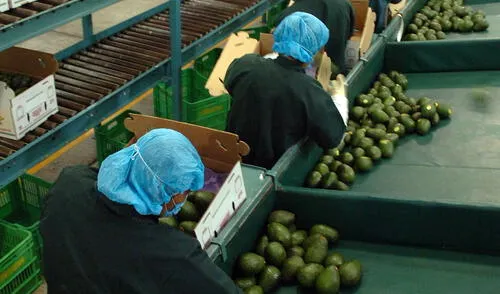 Habría US$ 6 mil millones en agroexportación este año Habría US$ 6 mil millones en agroexportación este año