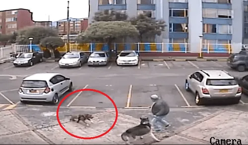 YouTube: furioso pitbull ataca de la peor forma a siberiano y conmociona a miles [VIDEO]