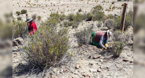 Una planta adulta de queñual puede retener hasta 20 litros de agua al día. Una planta adulta de queñual puede retener hasta 20 litros de agua al día.