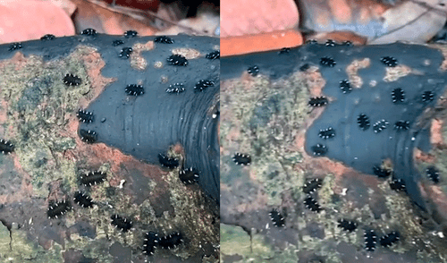 YouTube viral: turista encuentra extraños escarabajos negros huyendo de un árbol muerto [VIDEO]