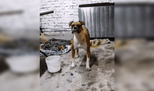 Perro ‘bailarín’ desata furor en redes al bailar Safaera interpretada por su dueña [VIDEO]