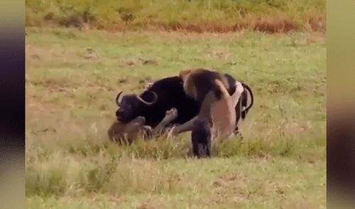 YouTube viral: Mamá búfalo se sacrifica para salvar a su cría de terribles criaturas [VIDEO]