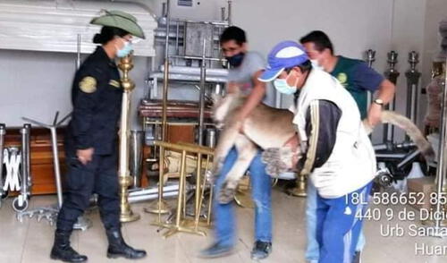 Puma es liberado en su habitad natural tras ser hallado transitando por calles de Ayacucho