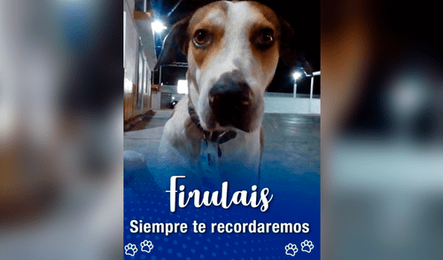 Desliza a la izquierda para conocer al can que conmovió a todo Facebook. Foto: Facebook Firulais. Firulais