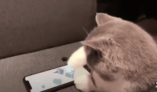 YouTube viral: Joven sorprende a su gato usando su celular y descubre su gran destreza para los videojuegos [VIDEO]