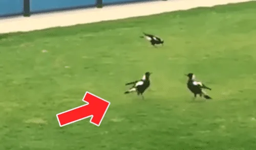 YouTube: urracas se salen de control y tienen brutal pelea frente a todos