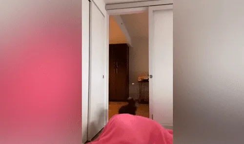 Desliza las imágenes para ver la peculiar escena que protagonizó un perro al no poder encontrar a su dueña. Foto: RM videos