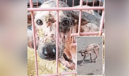 Desliza hacia la izquierda para ver las imágenes del video viral. Foto: captura de YouTube. YouTube viral: adopta a perro callejero cubierto en sarna, lo cura y ahora luce diferente