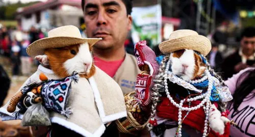 Cajamarca: en festival turístico eligen a Miss y Mister Cuy [VIDEO]