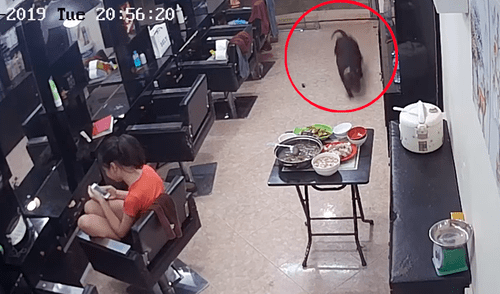 Facebook viral: peluquera se queda sin comida por la culpa de travieso perro y no lo puede creer [VIDEO]