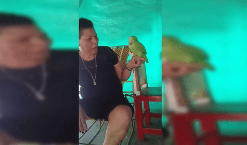 Facebook : Loro llora como bebé porque dueña lo castiga y se vuelve viral