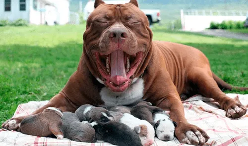 YouTube viral: perro pitbull recibe maltratos de un travieso mono y le responde de insólita forma [VIDEO]