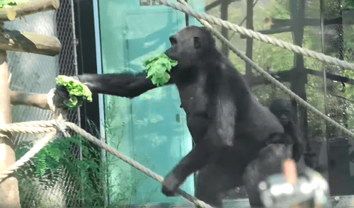 Gorila ‘glotón’ y ‘egoísta’ quita lechuga a sus compañeros y se lo come solo [VIDEO] 