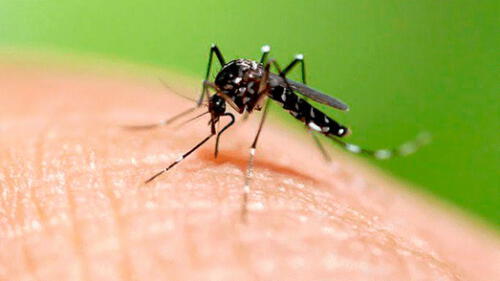 Arequipa, Tacna y Moquegua recibirán repelente a base de molle para prevenir el dengue 