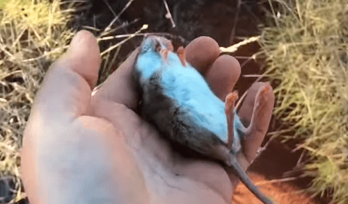 YouTube viral: hombre encuentra a ratón moribundo en un desierto y hace lo imposible para salvar su vida [VIDEO]