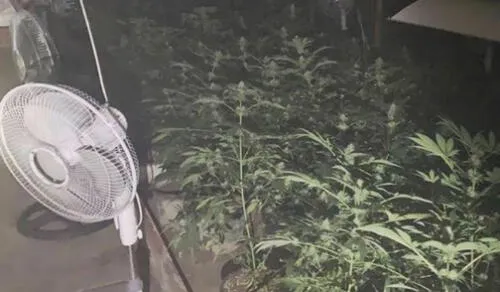 La Policía Local de Alicante incautó la plantación de marihuana en la nave que se incendiaba.