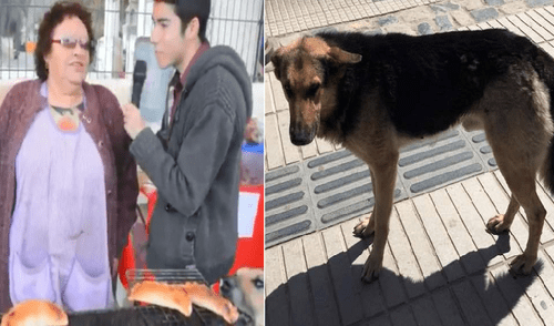 Facebook: la triste historia de ‘Orejón’, el perro que hurtó una empanada en plena entrevista [VIDEO]